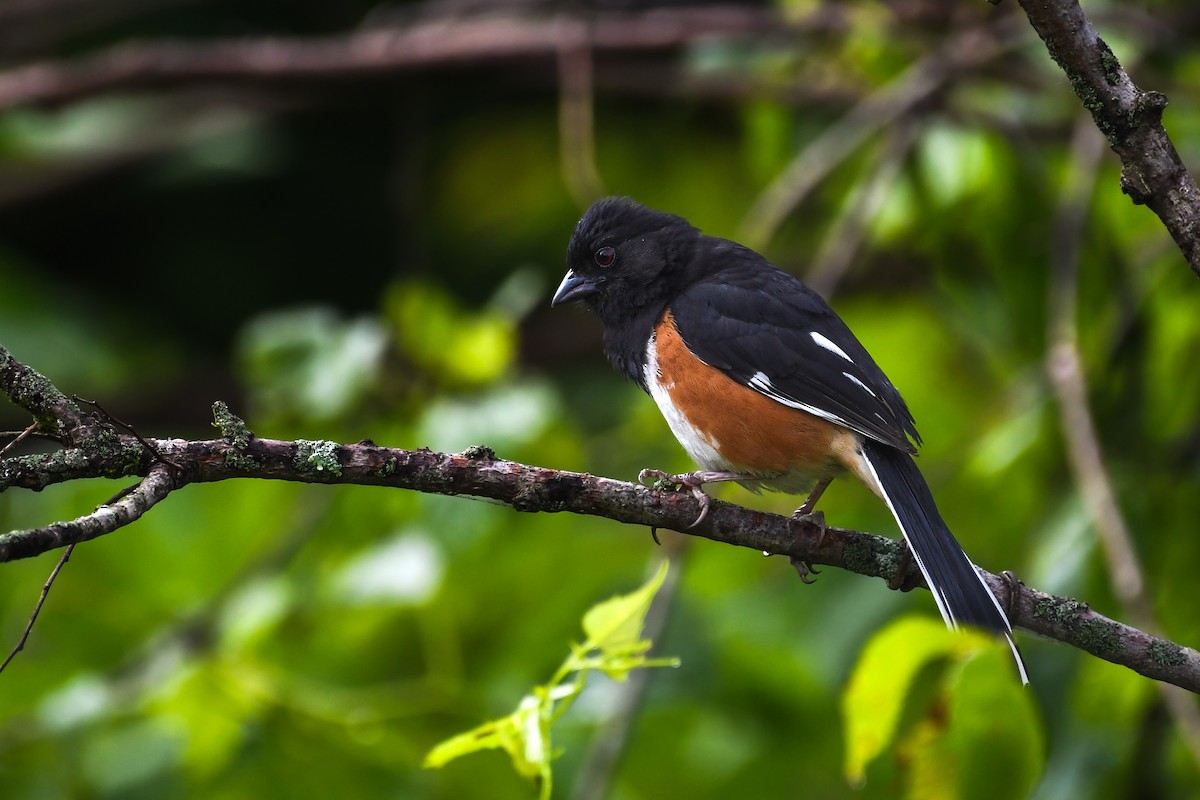 Eastern Towhee - ML638909641