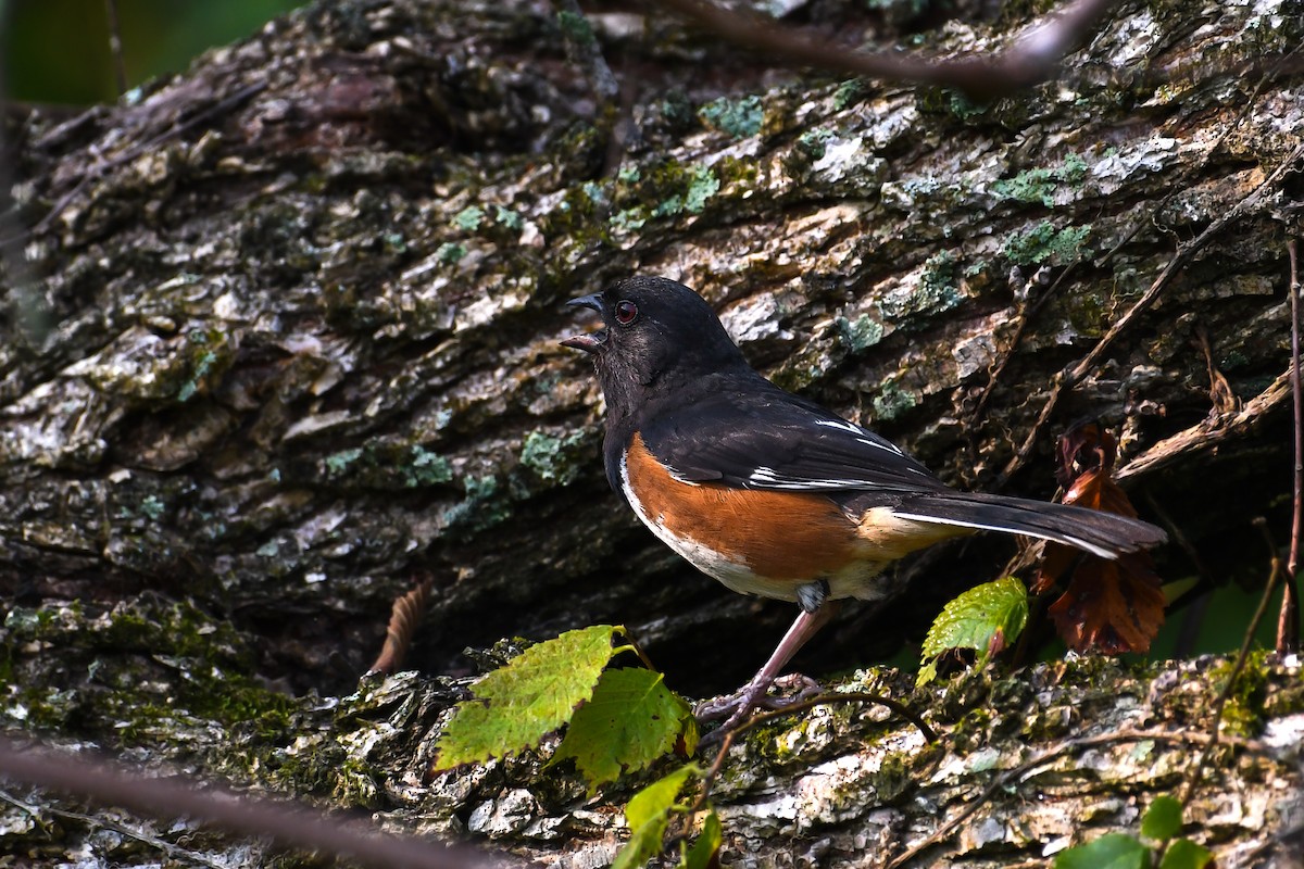 Eastern Towhee - ML638909642