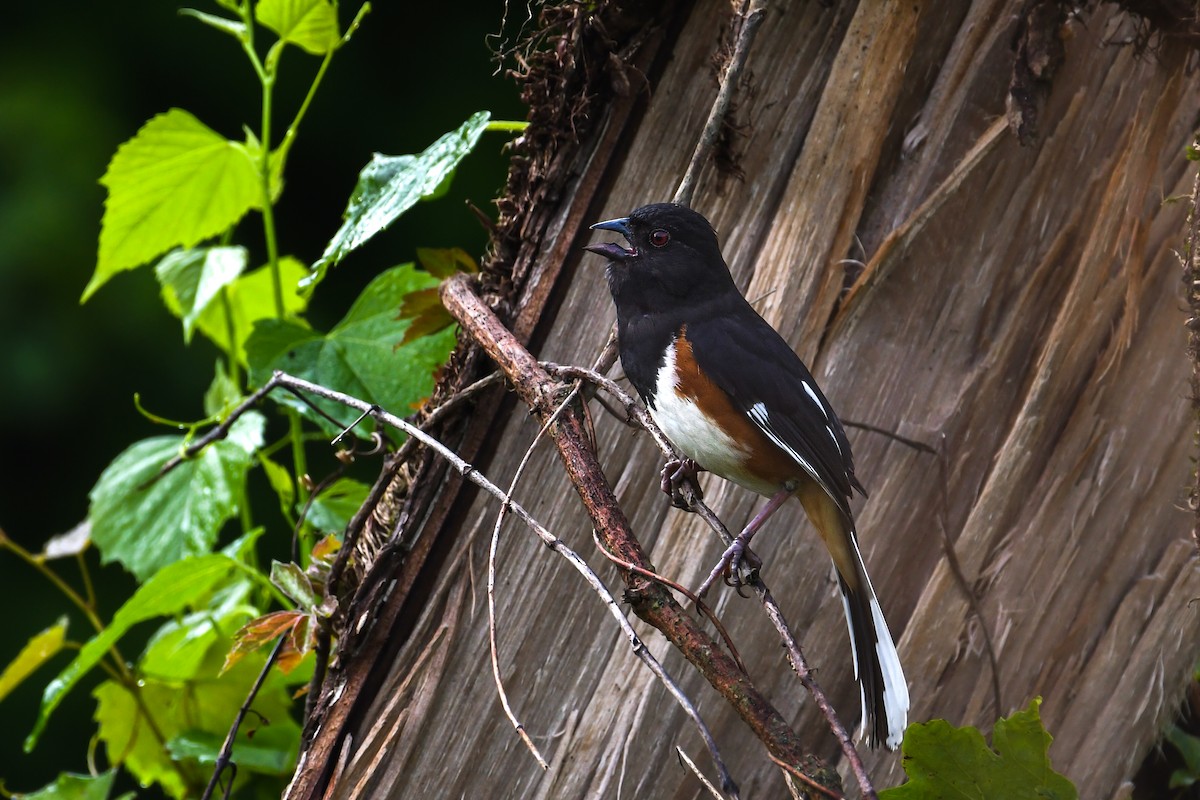 Eastern Towhee - ML638909644
