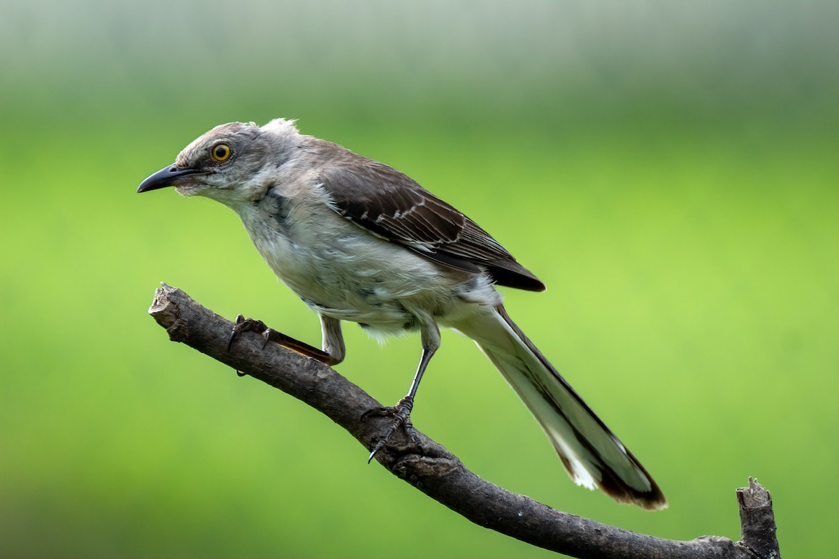 Northern Mockingbird - ML638909652