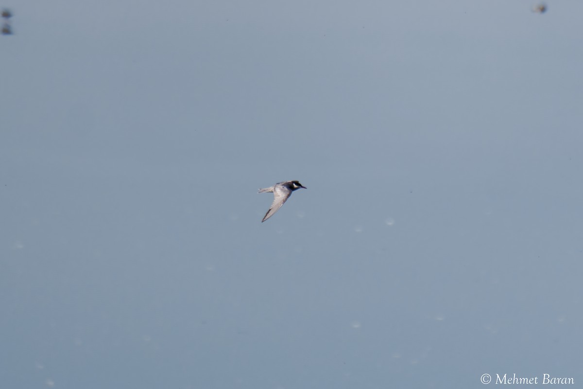 Whiskered Tern - ML638909734