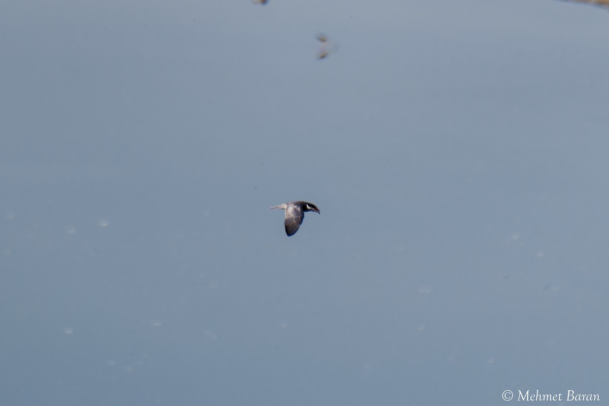 Whiskered Tern - ML638909735