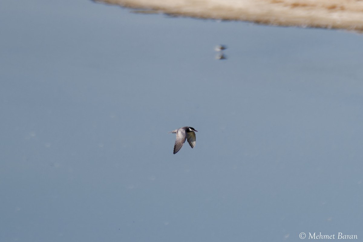 Whiskered Tern - ML638909736