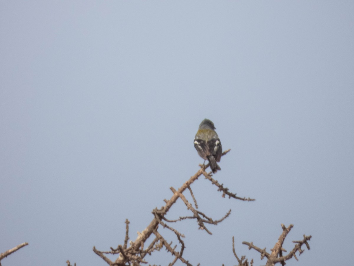 African Chaffinch (African) - ML638909754