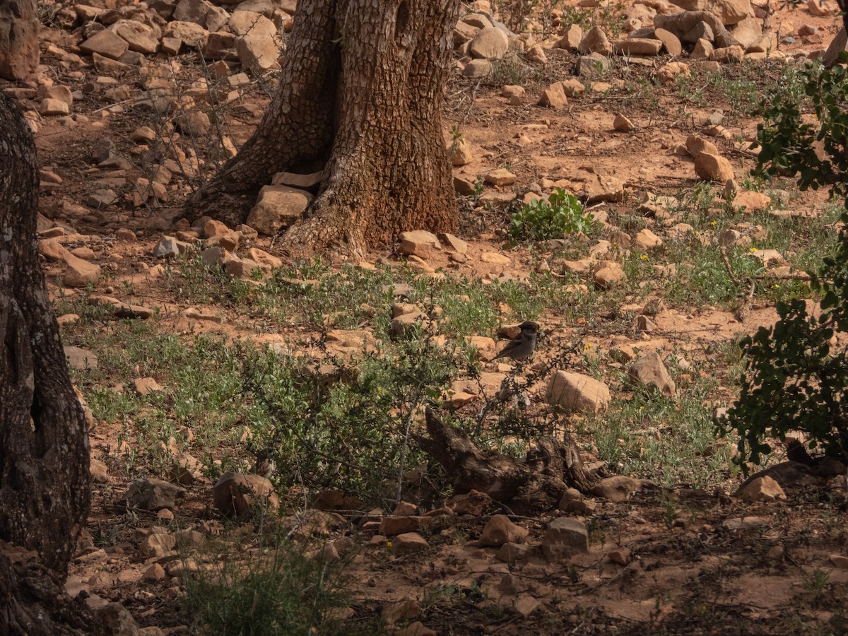 House Sparrow - ML638909764