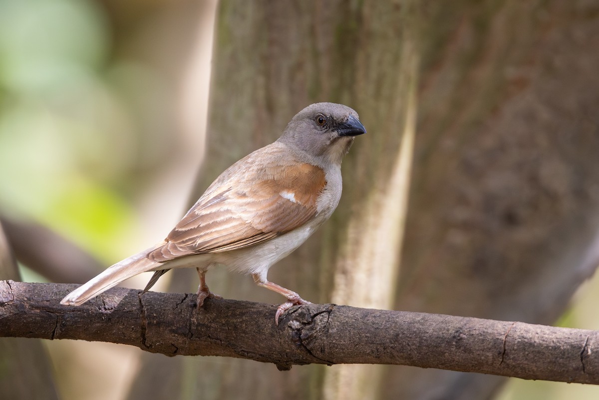 Northern Gray-headed Sparrow - ML638909766