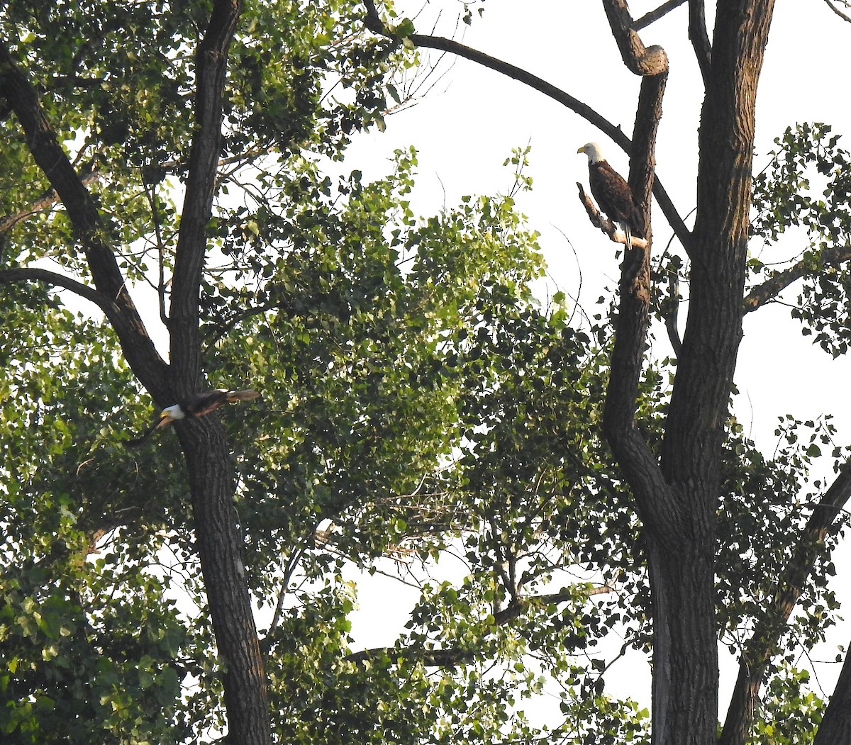 Bald Eagle - ML638909777