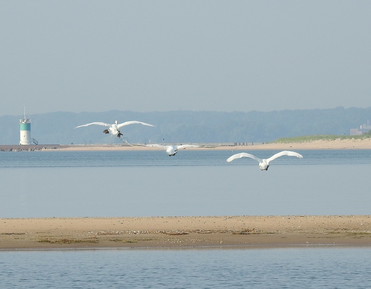 Mute Swan - ML638909785