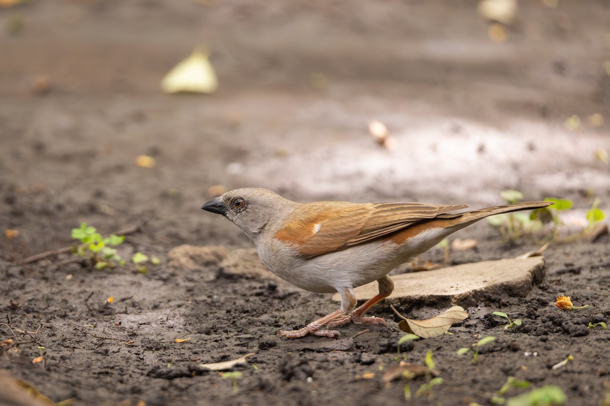 Northern Gray-headed Sparrow - ML638909786