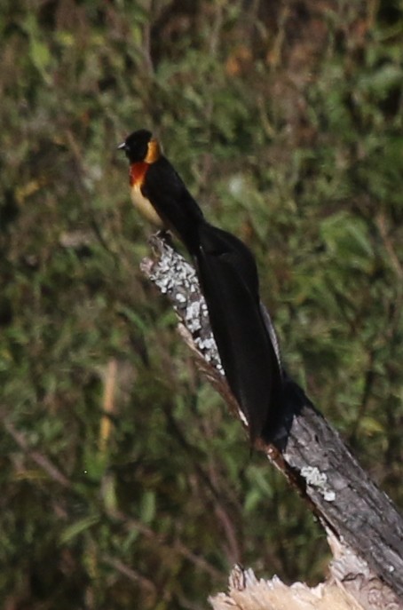 Broad-tailed Paradise-Whydah - ML638909787