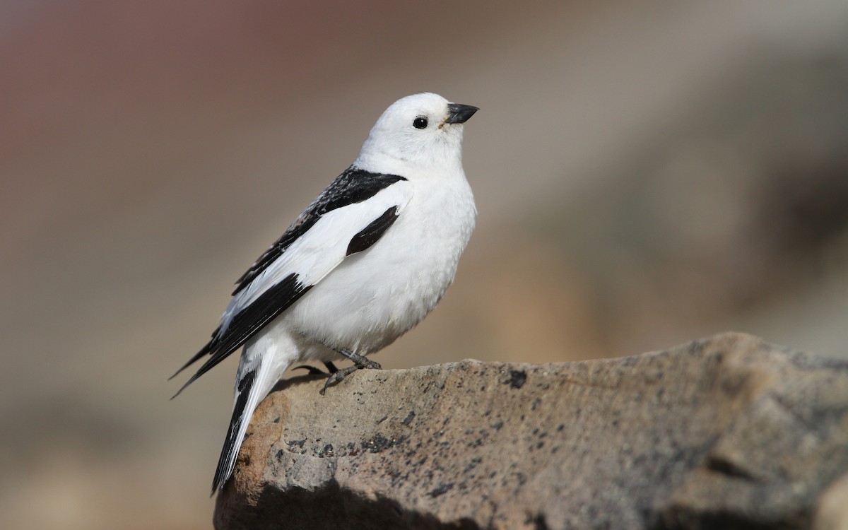 Snow Bunting - Christoph Moning