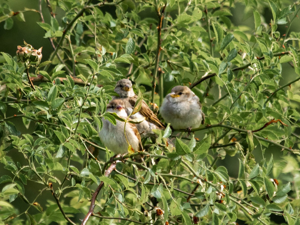 House Sparrow - ML638909832