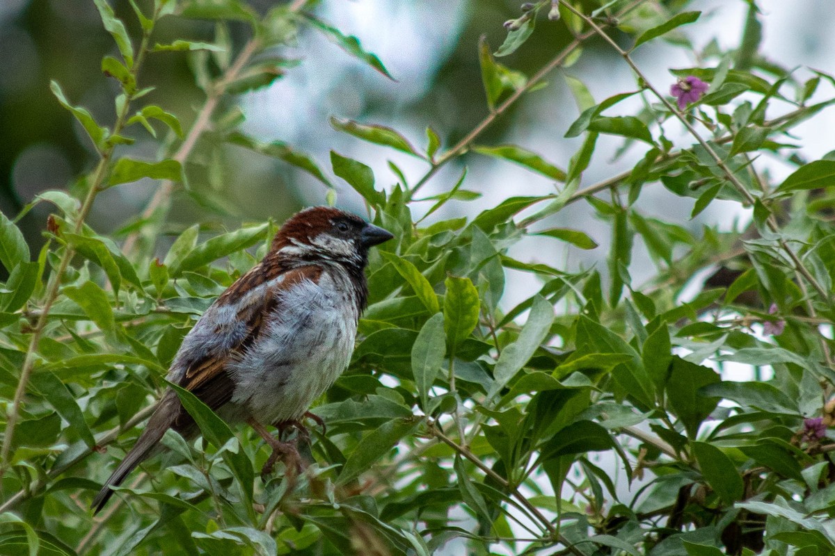 House Sparrow - ML638909833