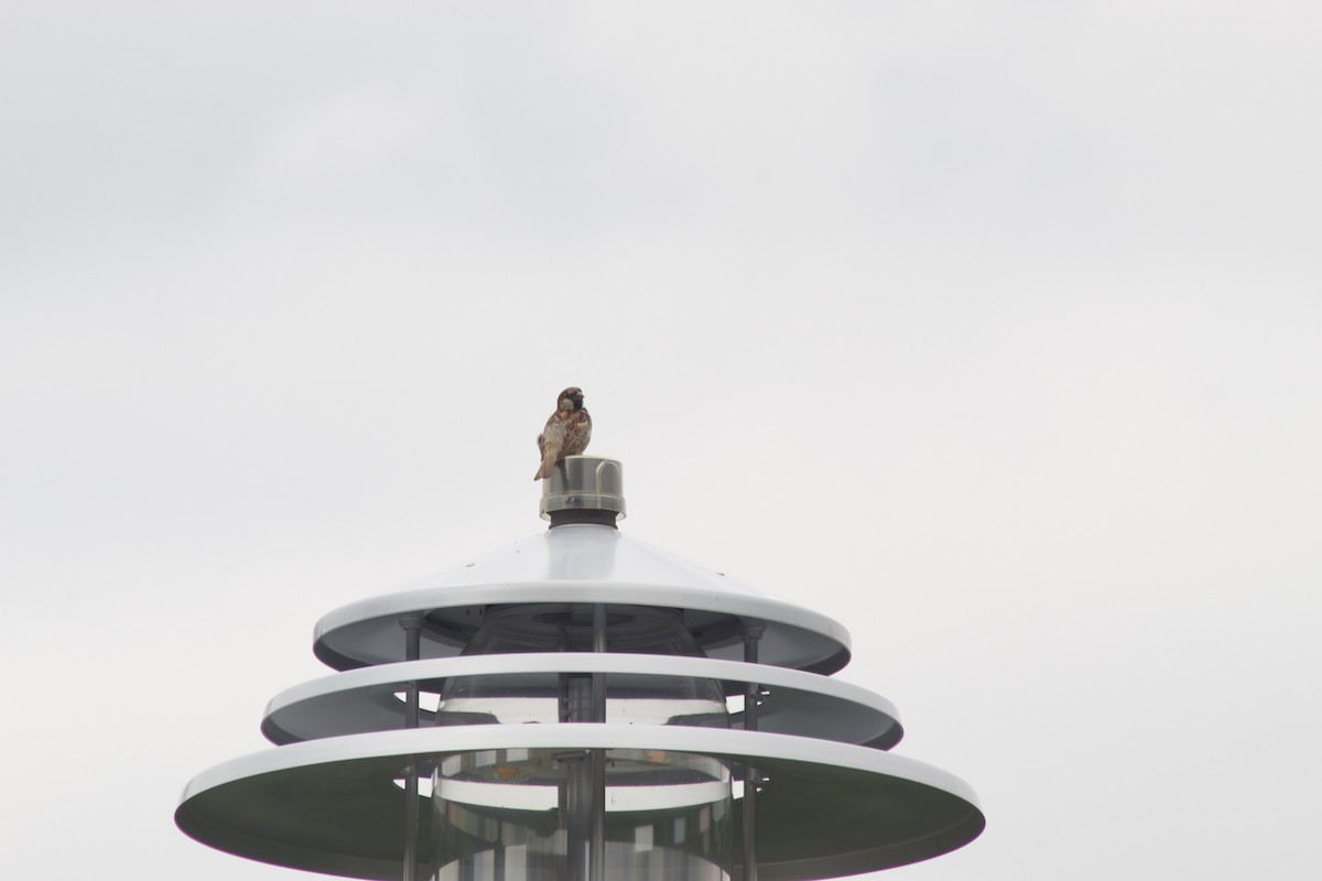 House Sparrow - ML638909844