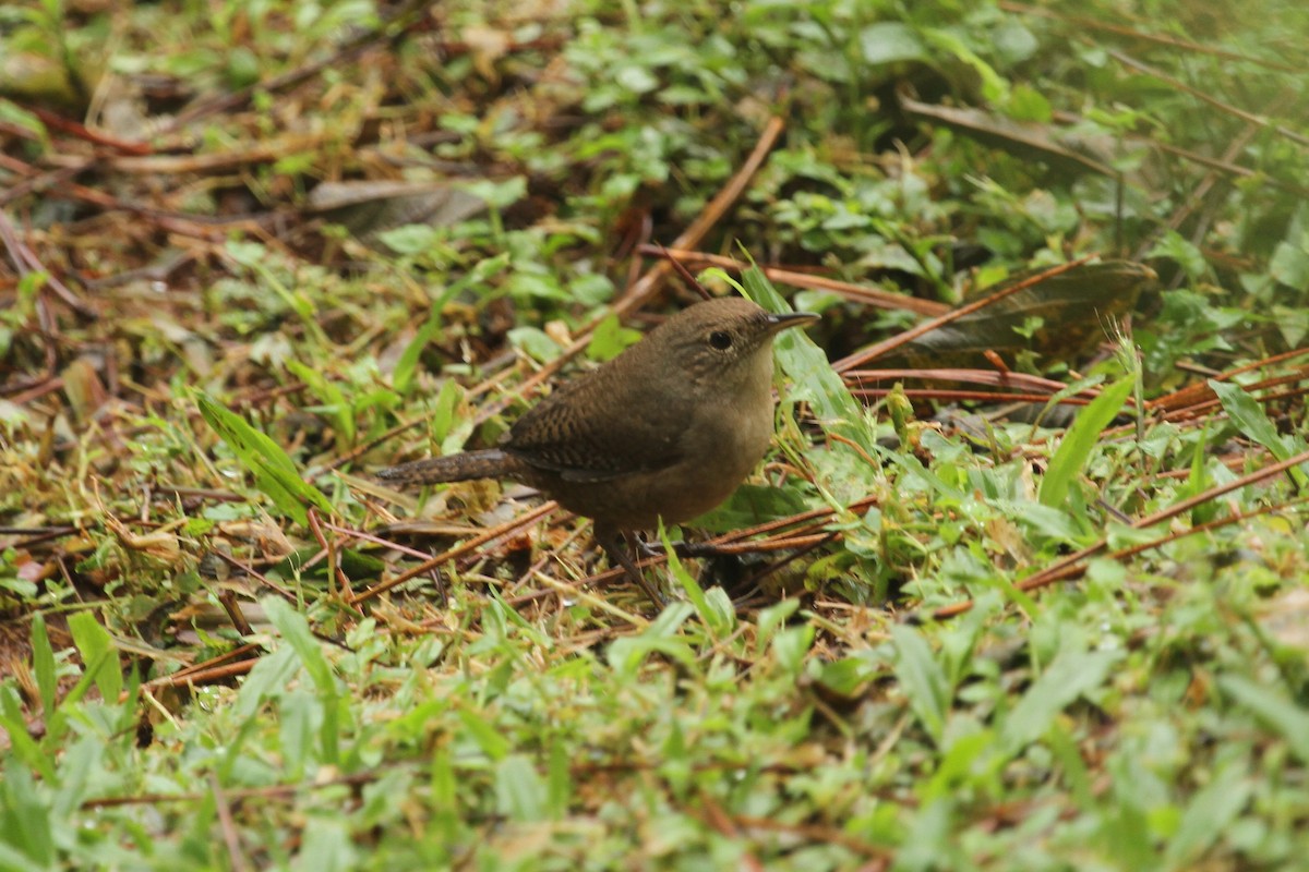 Southern House Wren - ML638909853