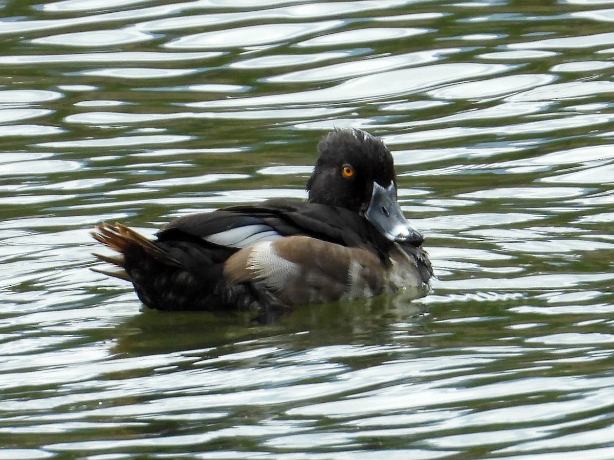 Ring-necked Duck - ML638909854