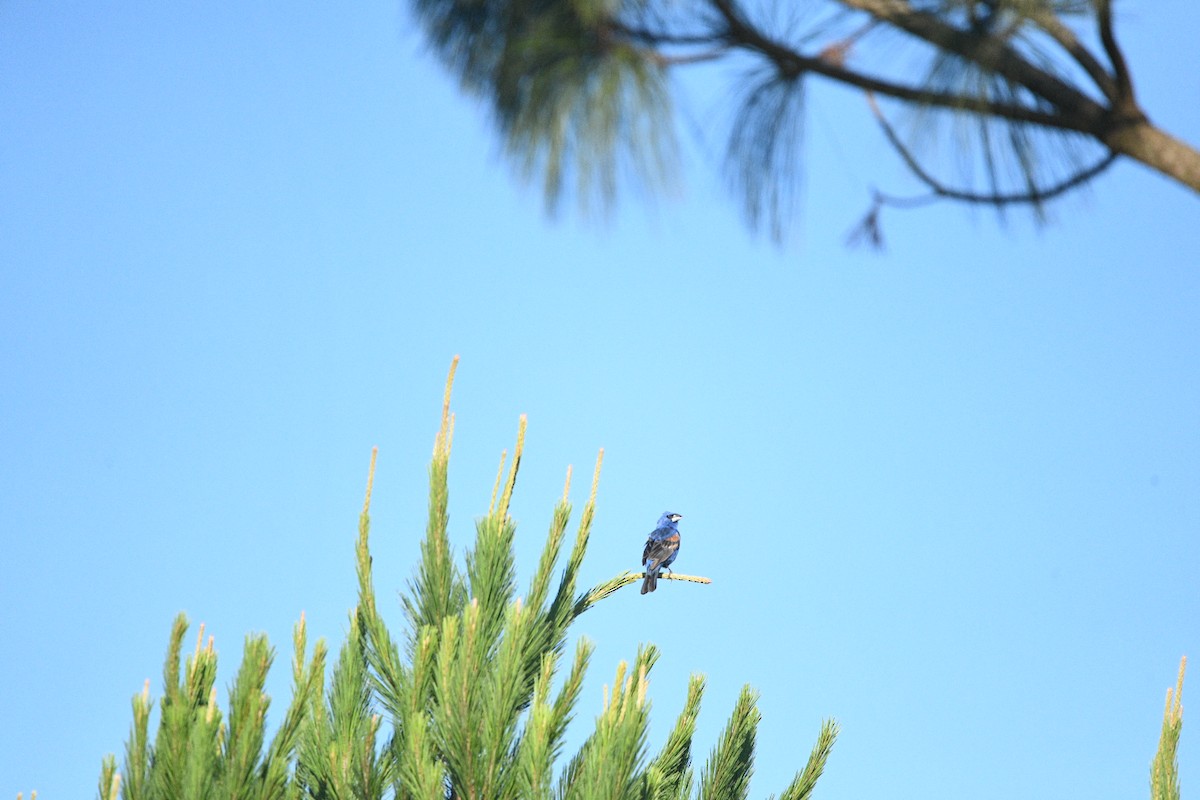 Blue Grosbeak - ML638909885