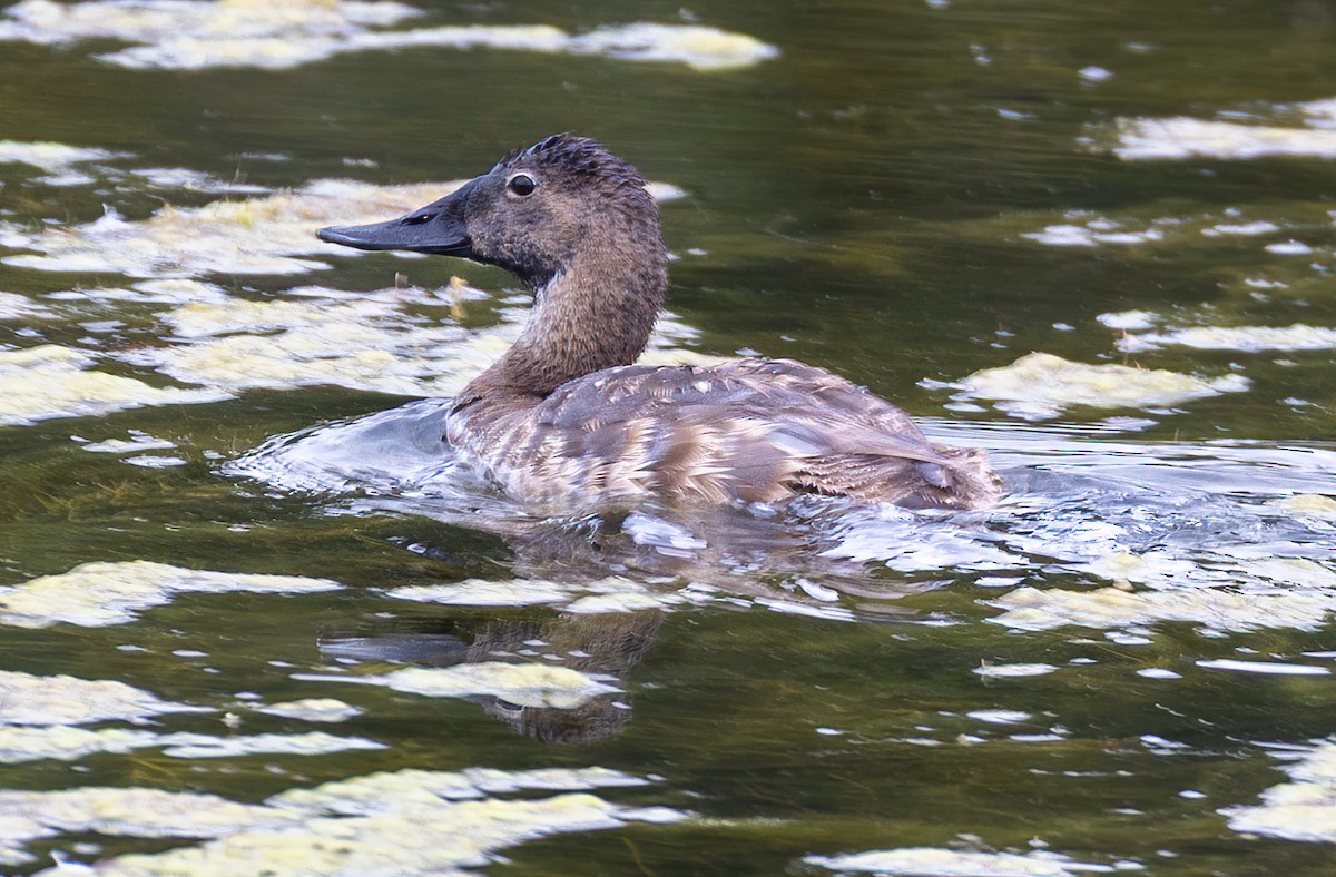 Canvasback - ML638909914