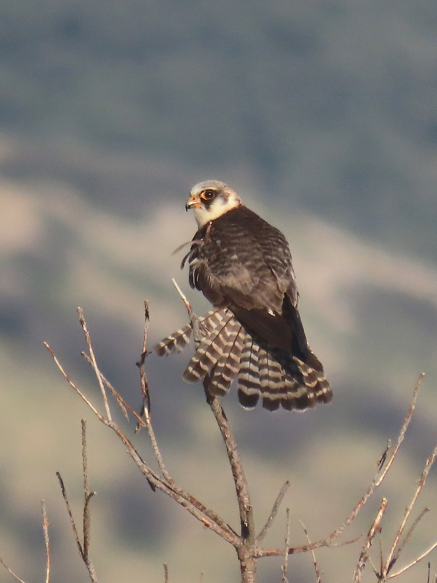 Red-footed Falcon - ML638909920