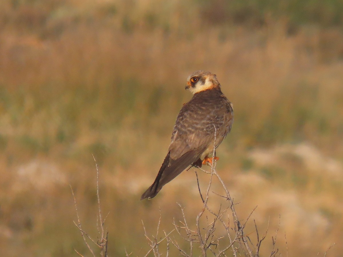 Red-footed Falcon - ML638909929