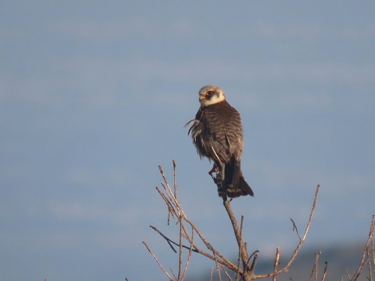 Red-footed Falcon - ML638909930
