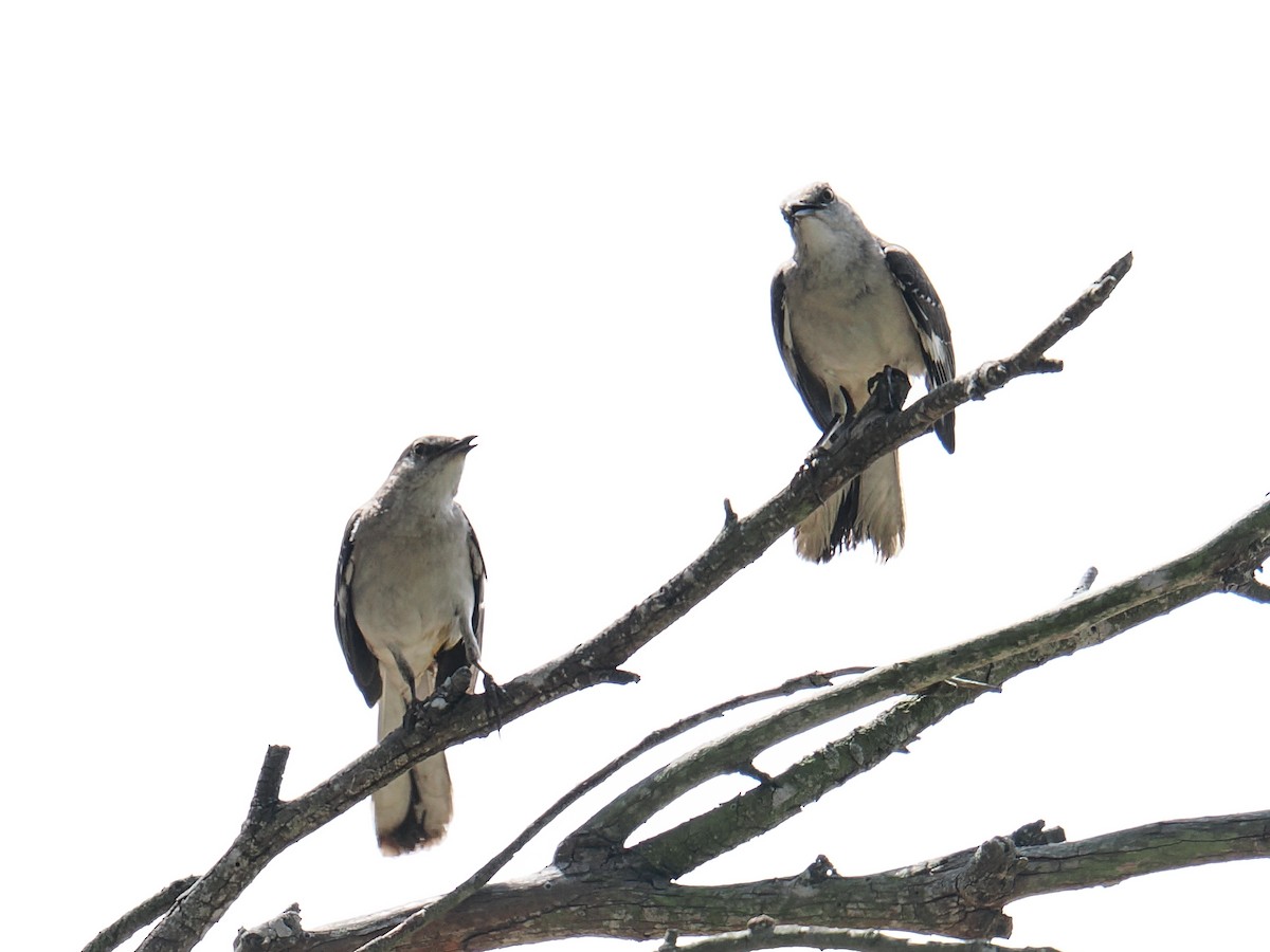 Northern Mockingbird - ML638909976