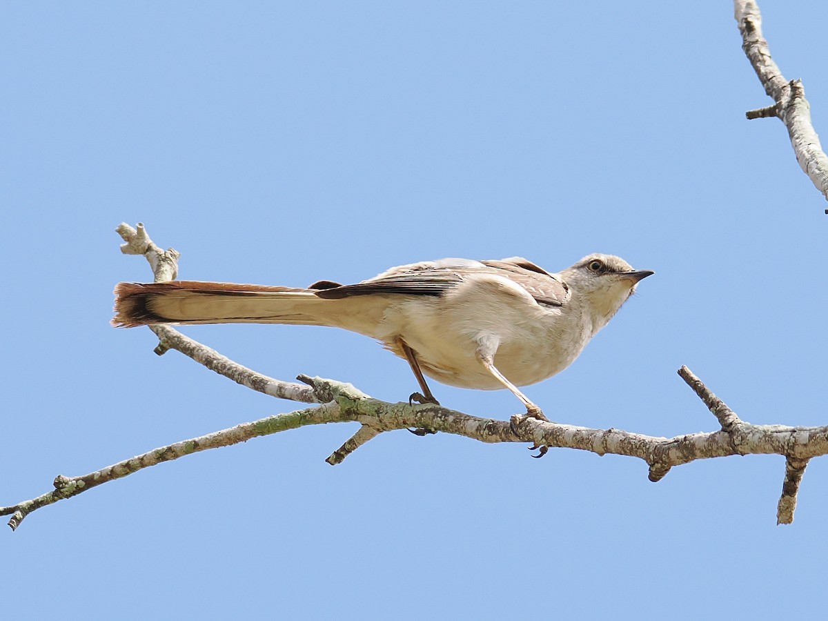 Northern Mockingbird - ML638909979
