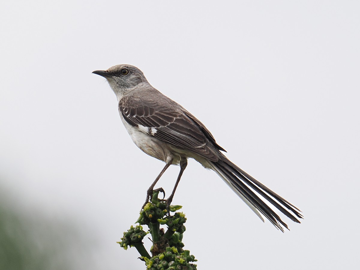 Northern Mockingbird - ML638909980