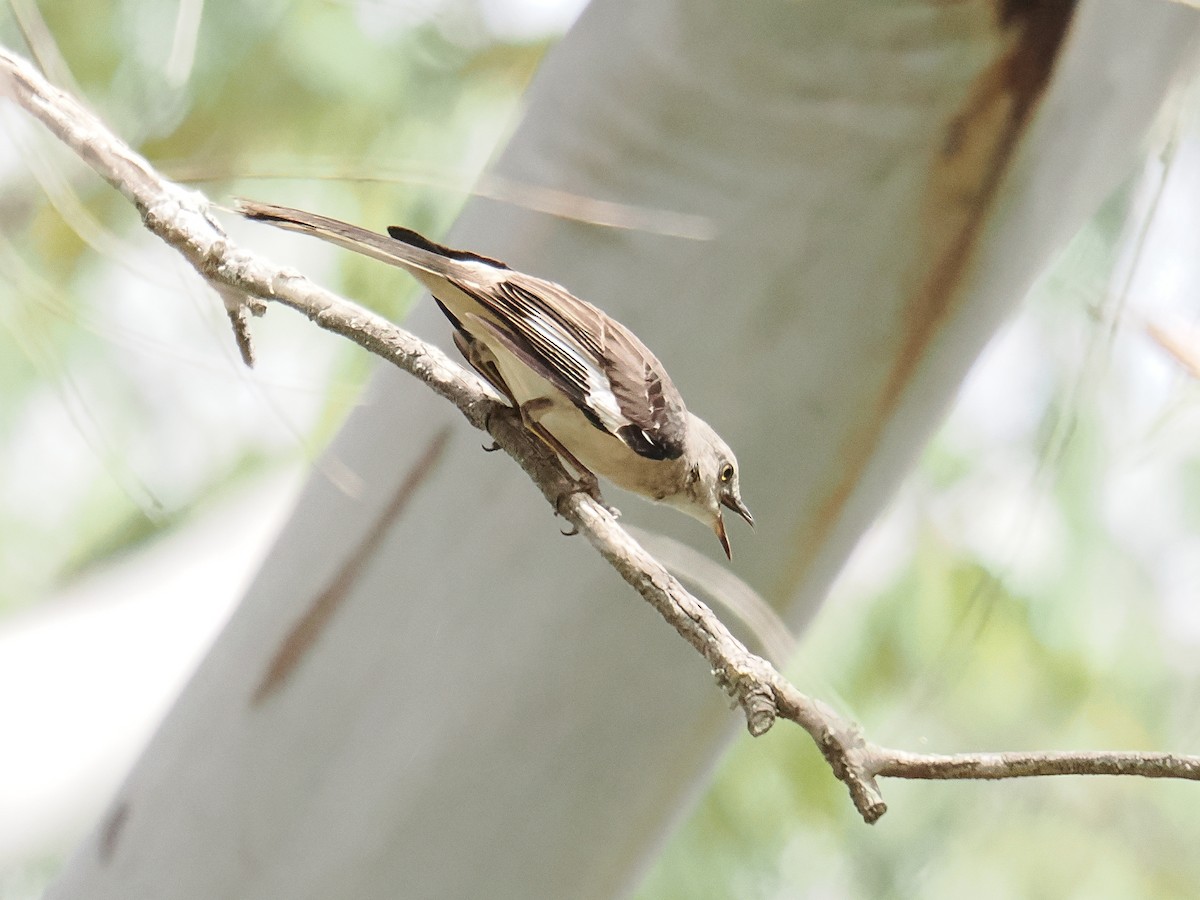 Northern Mockingbird - ML638909981