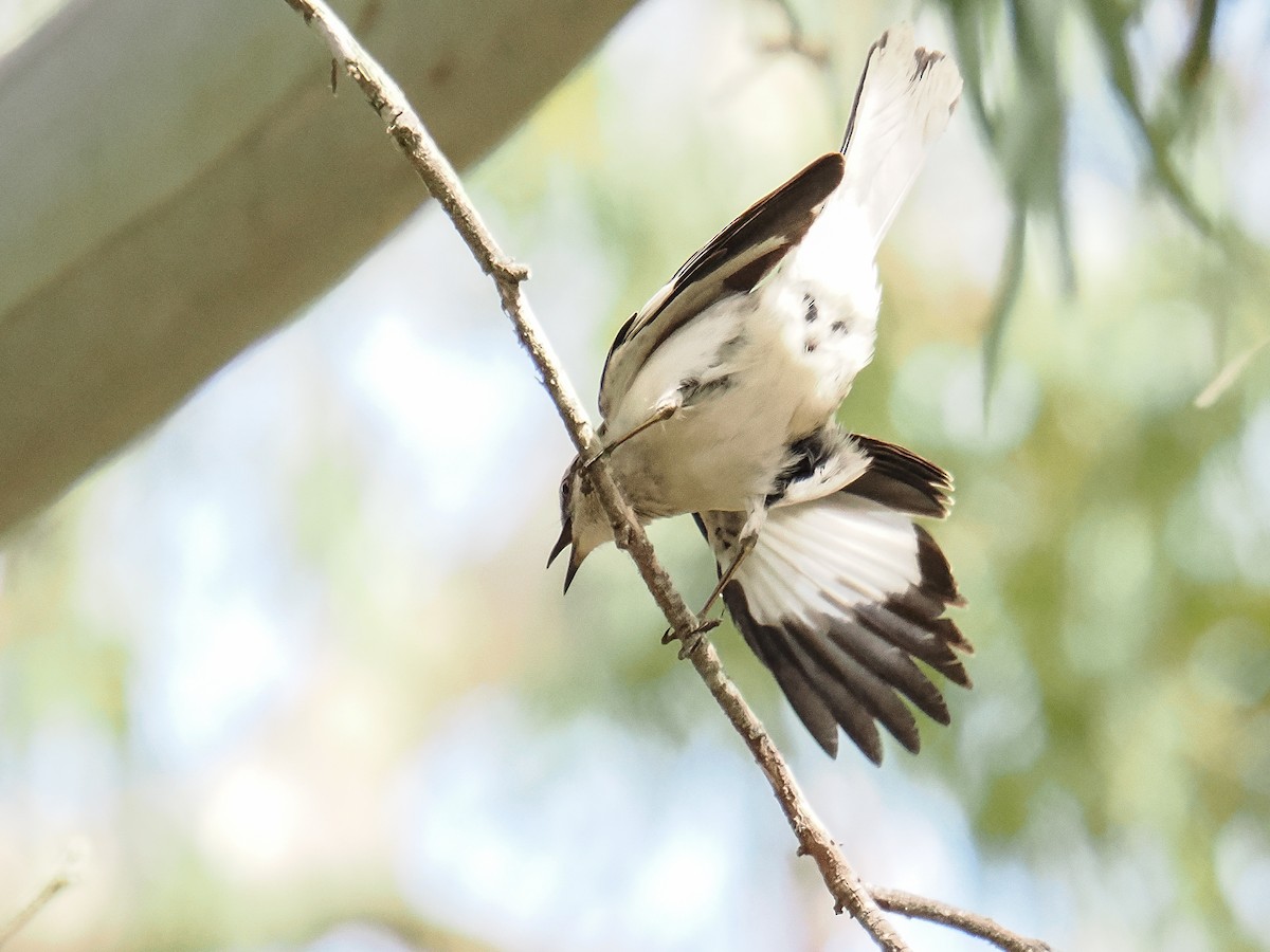 Northern Mockingbird - ML638909982