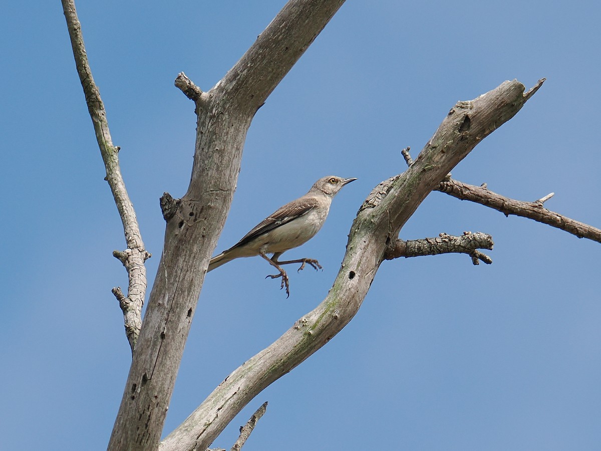 Northern Mockingbird - ML638909983