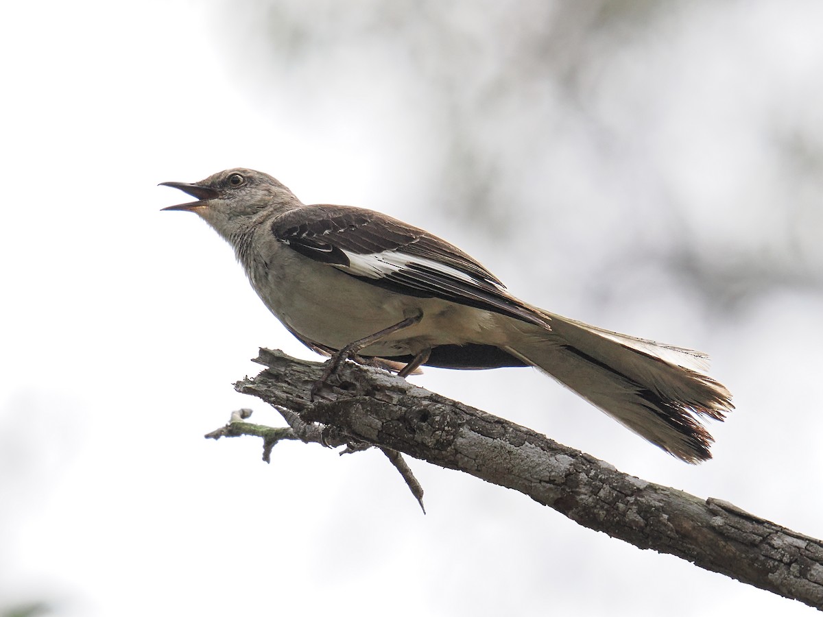 Northern Mockingbird - ML638909984
