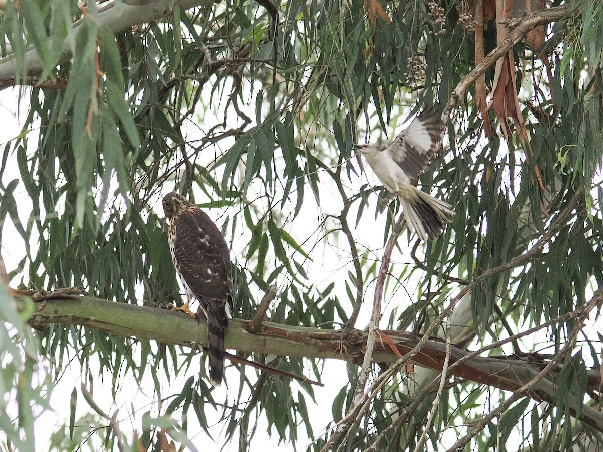 Northern Mockingbird - ML638909987