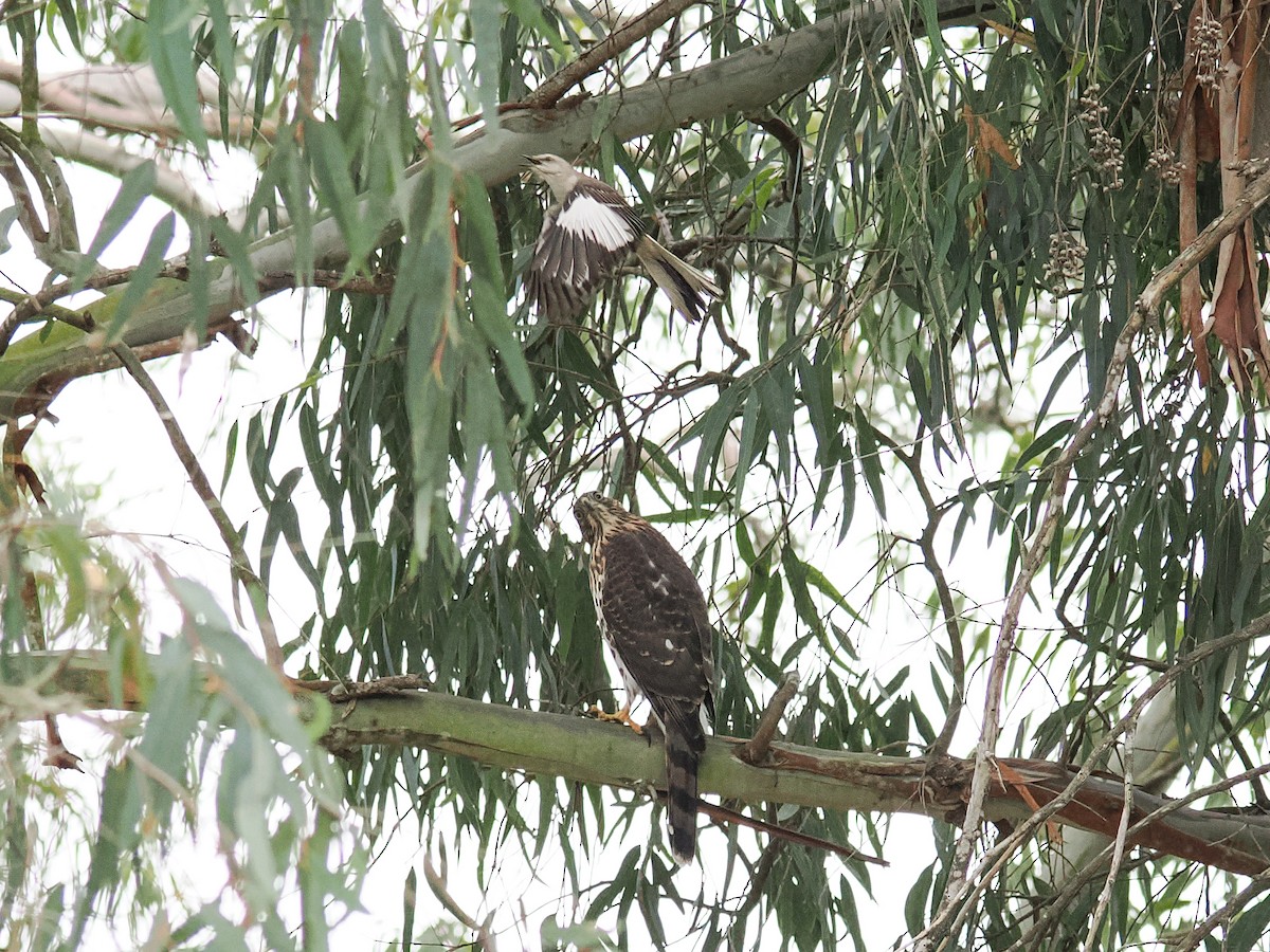 Northern Mockingbird - ML638909988