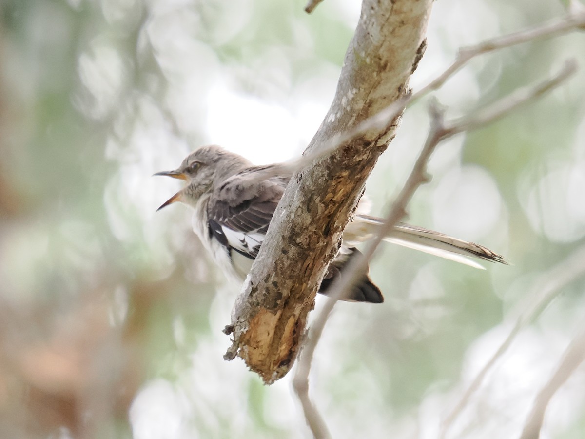 Northern Mockingbird - ML638909989