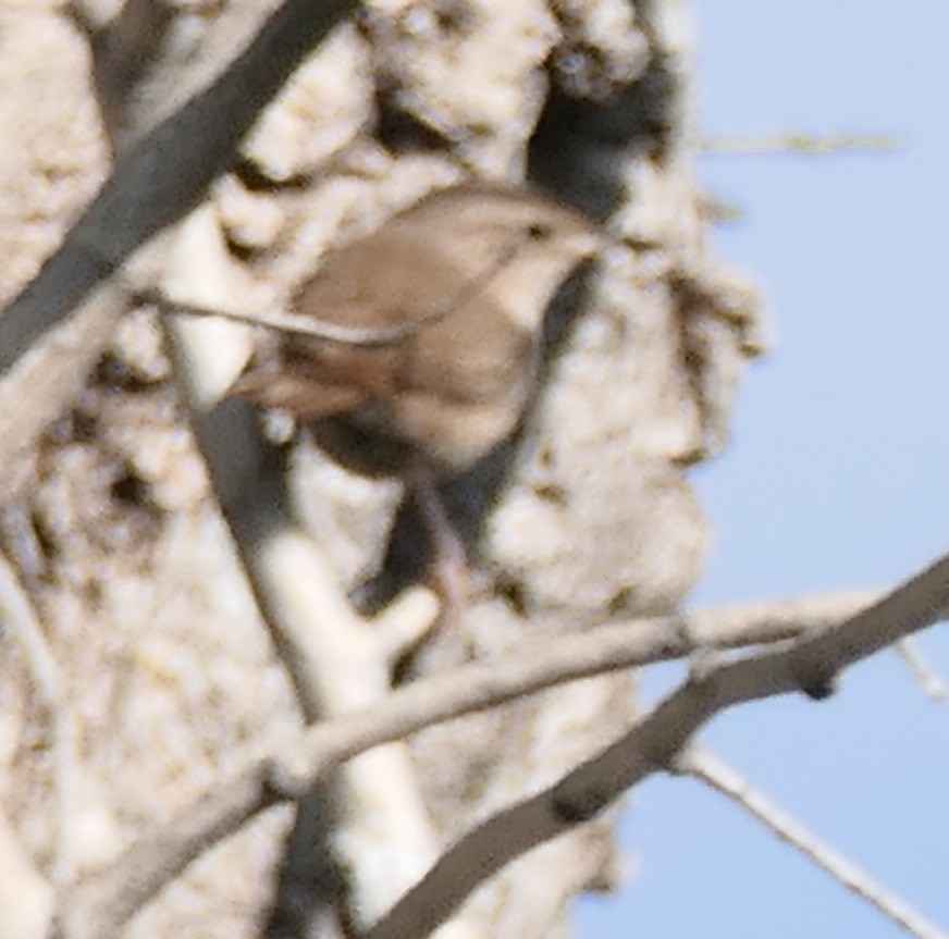 Northern House Wren - ML638910005