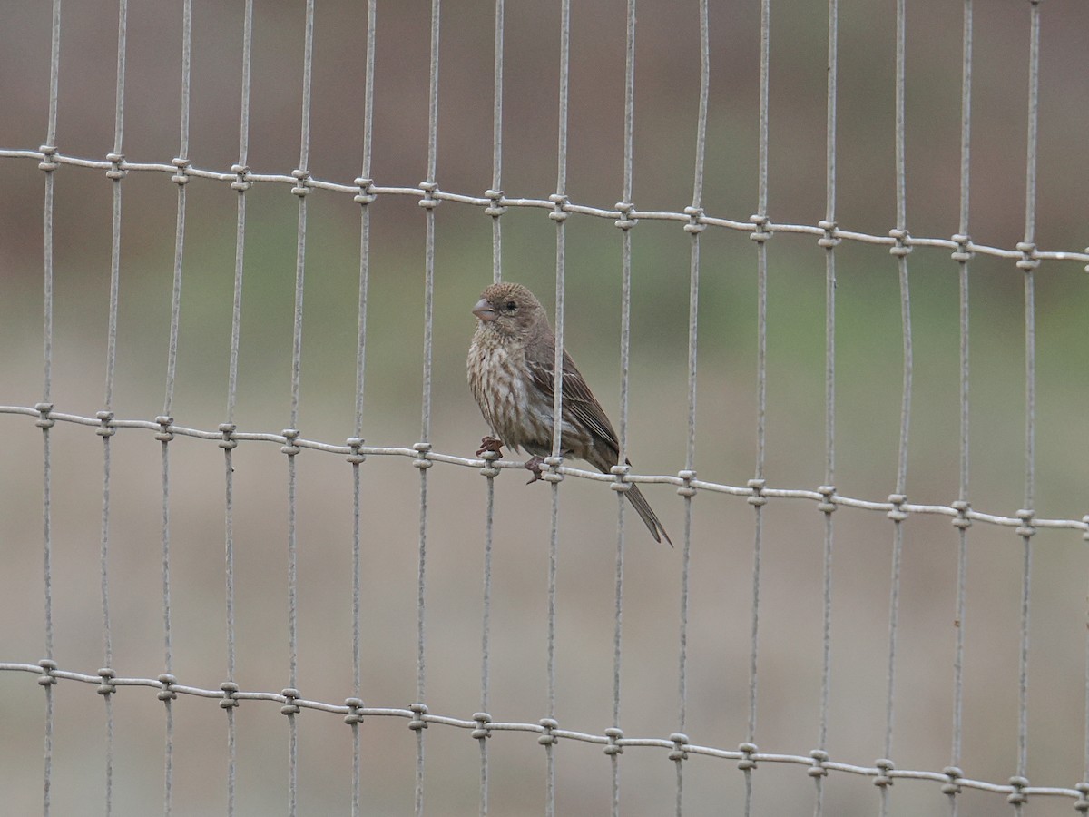 House Finch - ML638910006