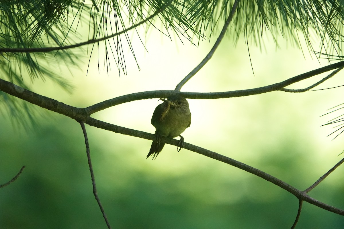 Northern House Wren - ML638910036