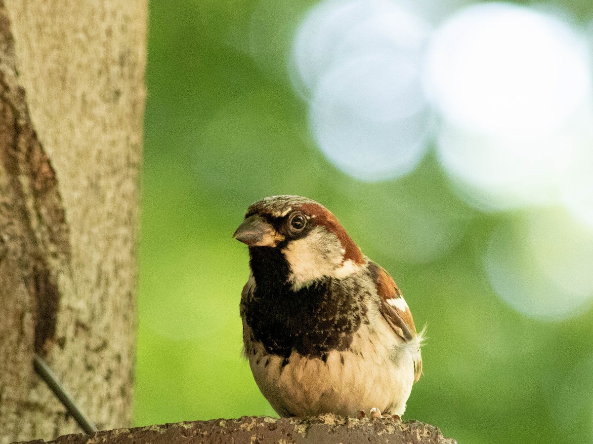 House Sparrow - ML638910099