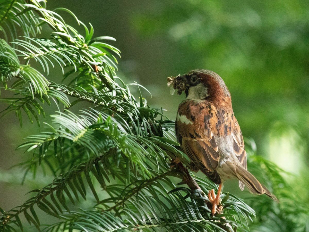 House Sparrow - ML638910101