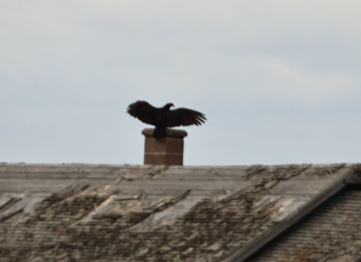 Turkey Vulture - ML638910108