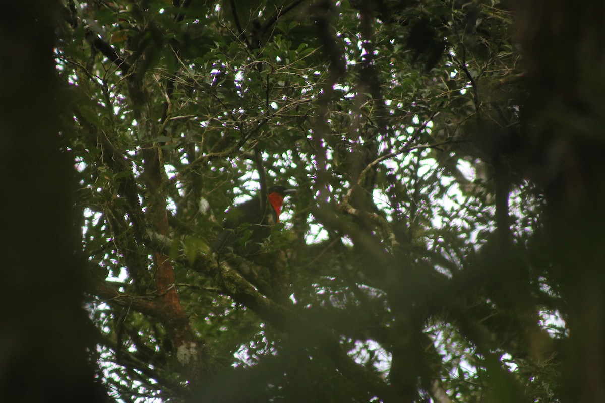 Red-ruffed Fruitcrow - ML638910120