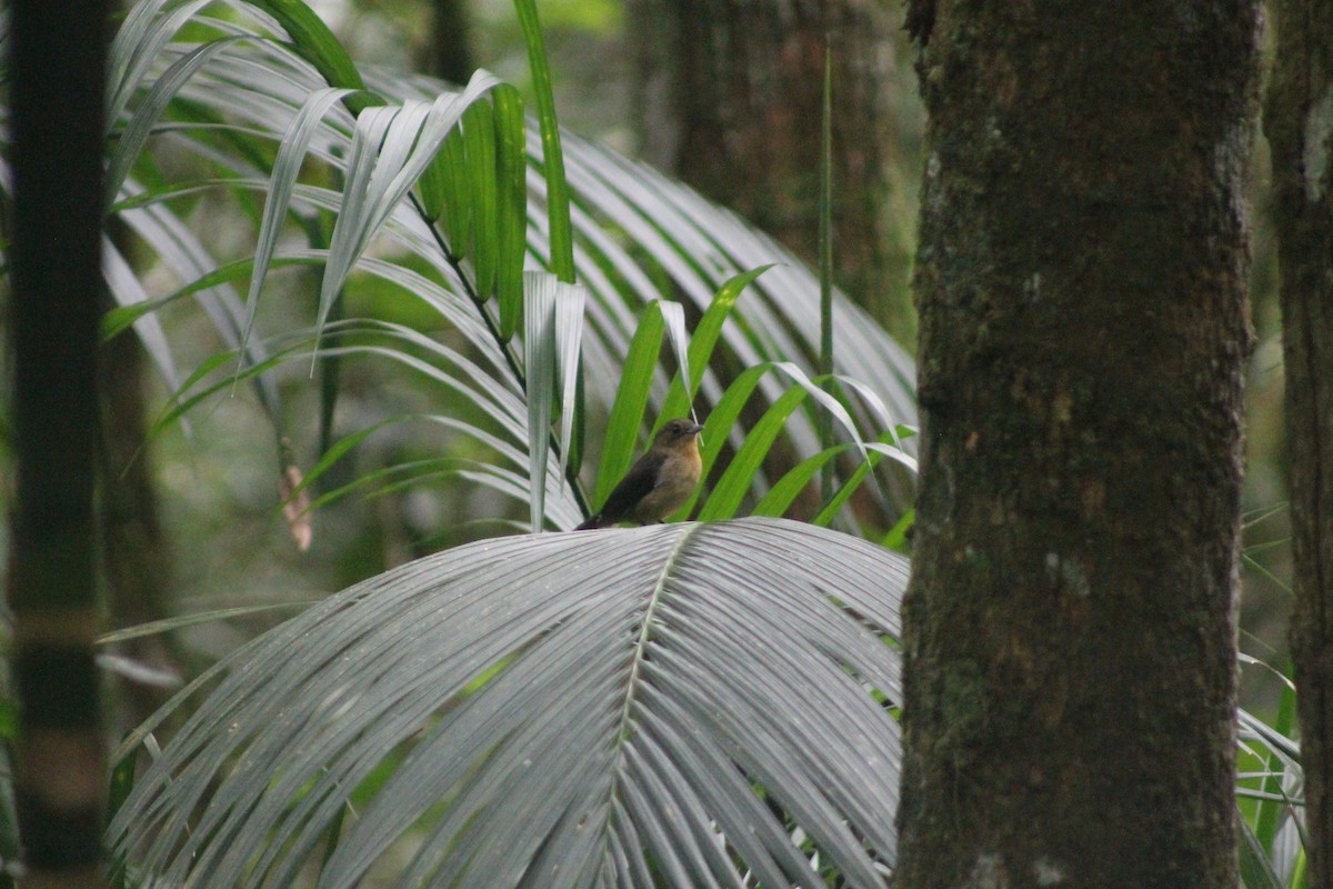 Black-goggled Tanager - ML638910126