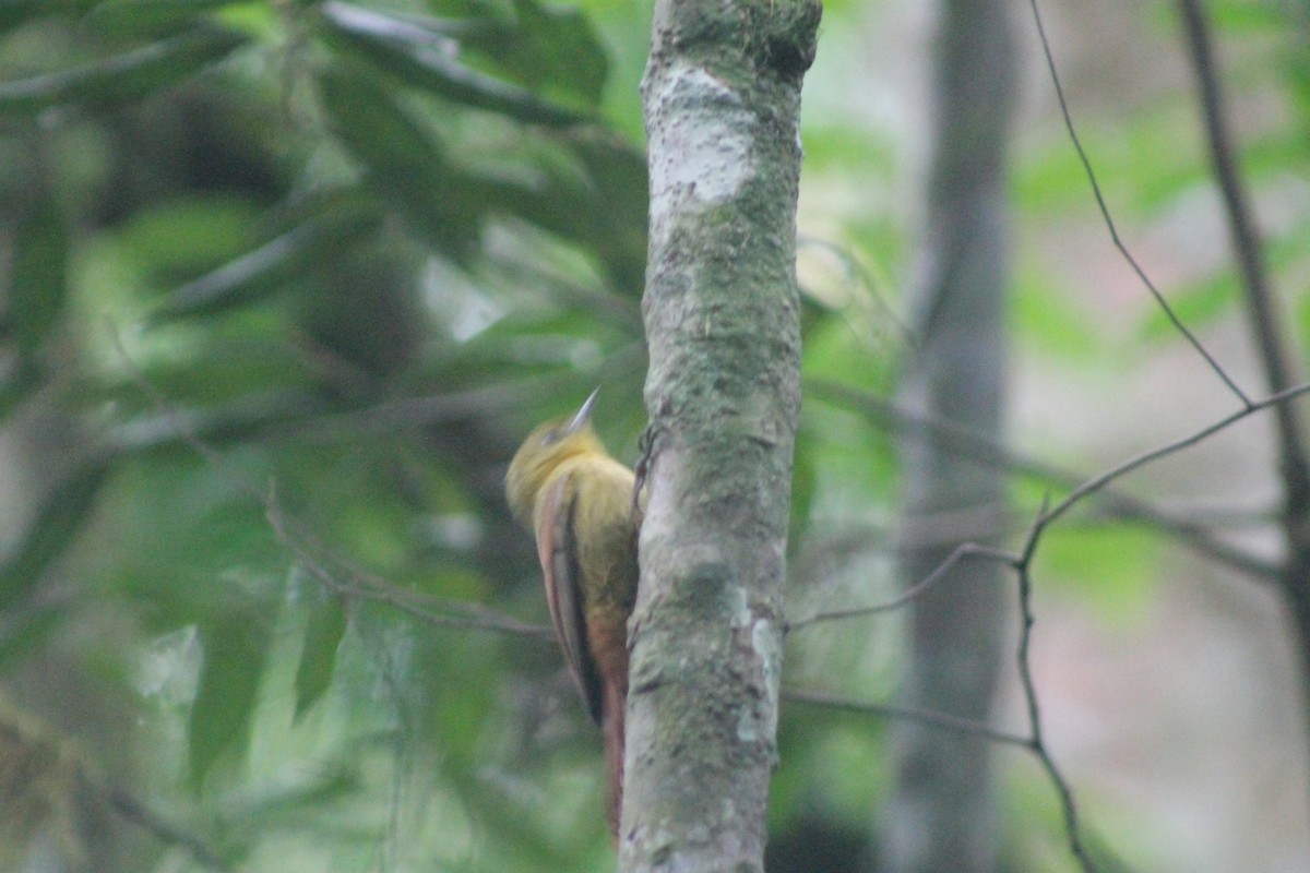 Olivaceous Woodcreeper - ML638910130