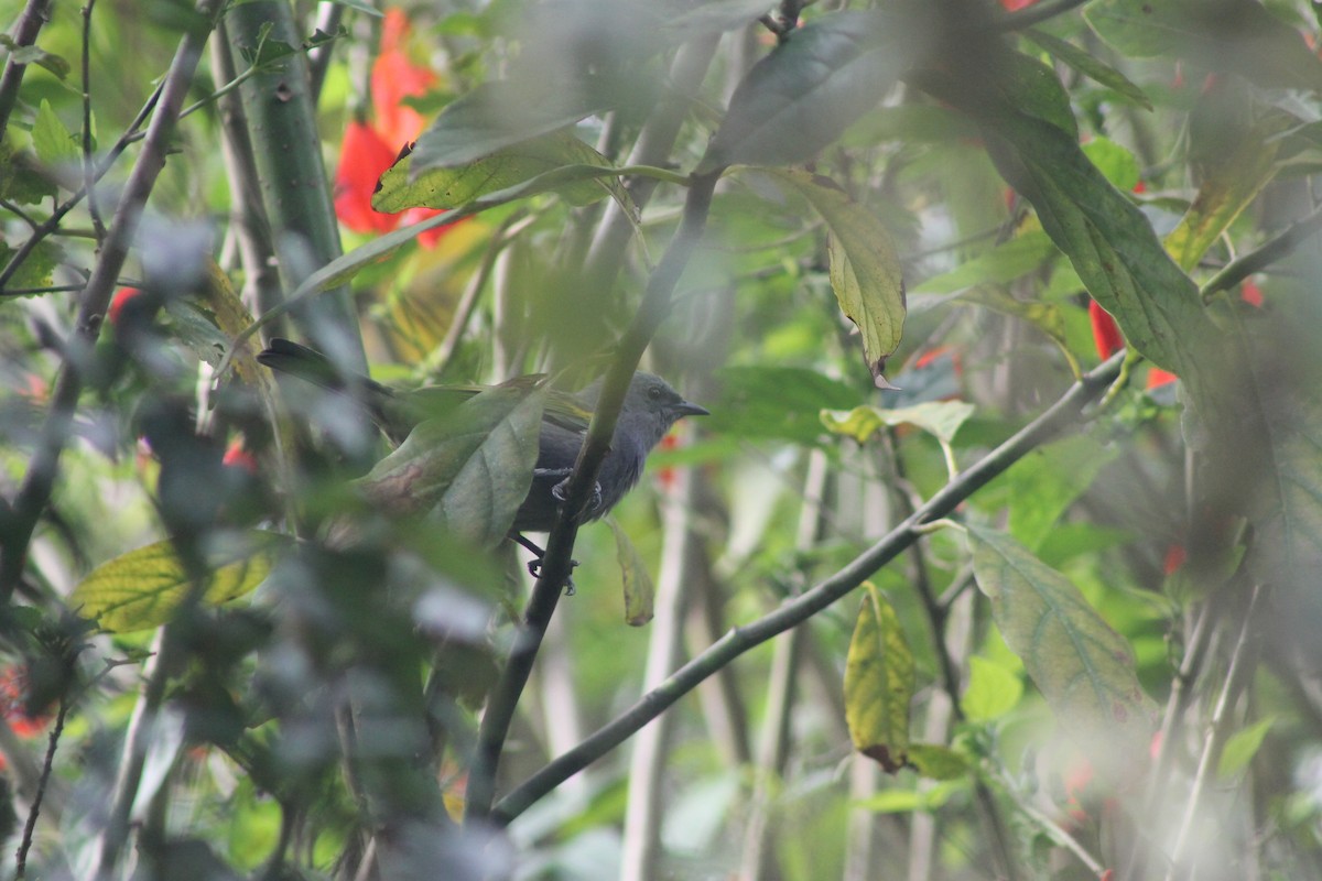 Golden-chevroned Tanager - ML638910141