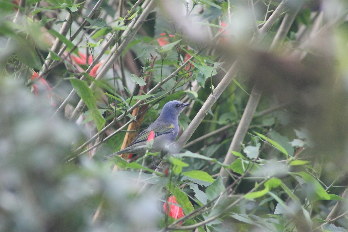 Golden-chevroned Tanager - ML638910142