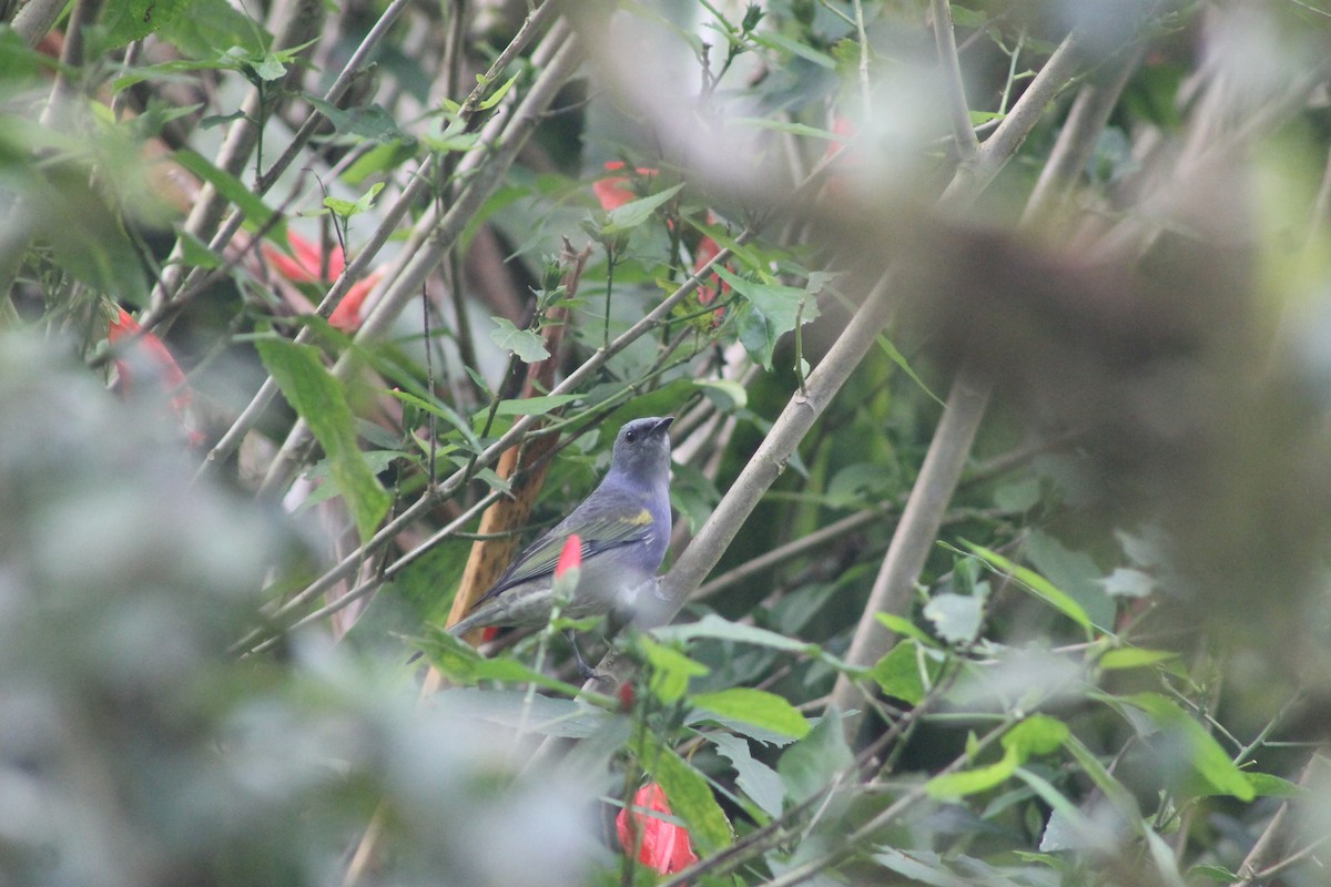 Golden-chevroned Tanager - ML638910145