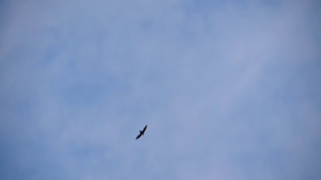 Schornsteinsegler - ML638910151