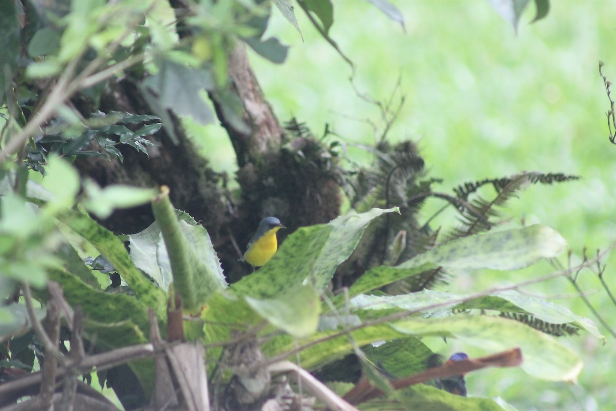 Tropical Parula - ML638910159