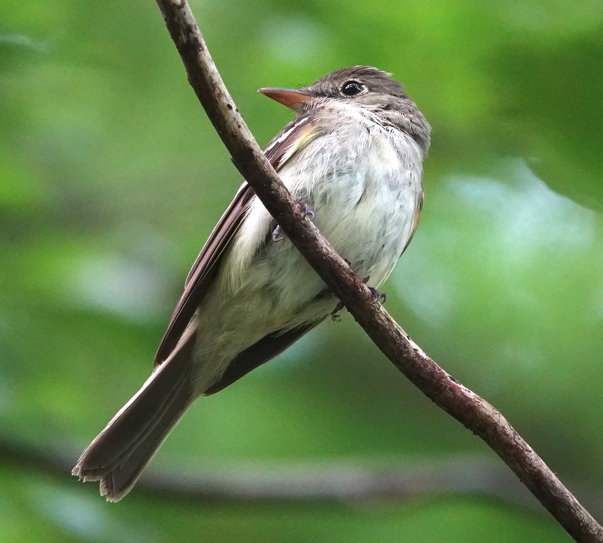 Acadian Flycatcher - ML638910167